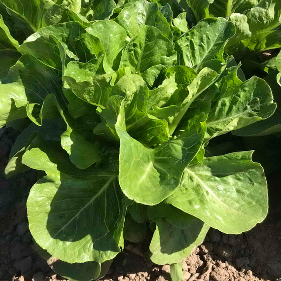 МАКСИМУС семена салата Rijk Zwaan отзывы – фото 5