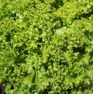 Салат Левант 5000 (семян)