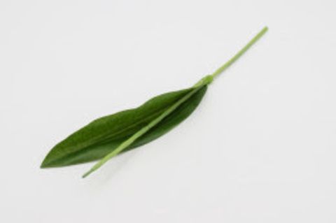 Ножка тюльпан с листом