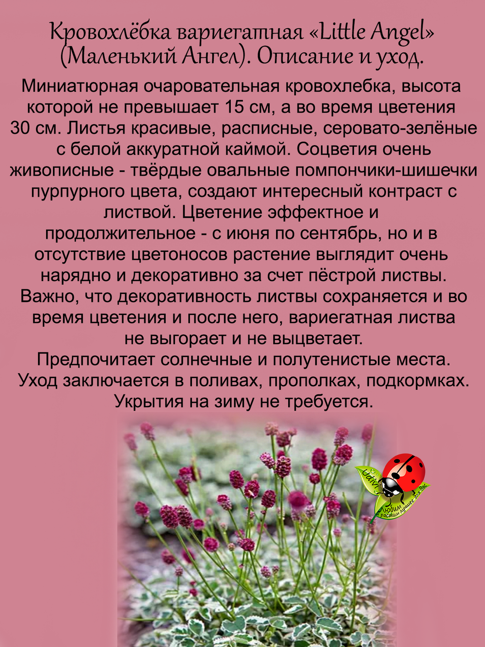 Кровохлебка Маленький Ангел Литл Ангел пестролистная