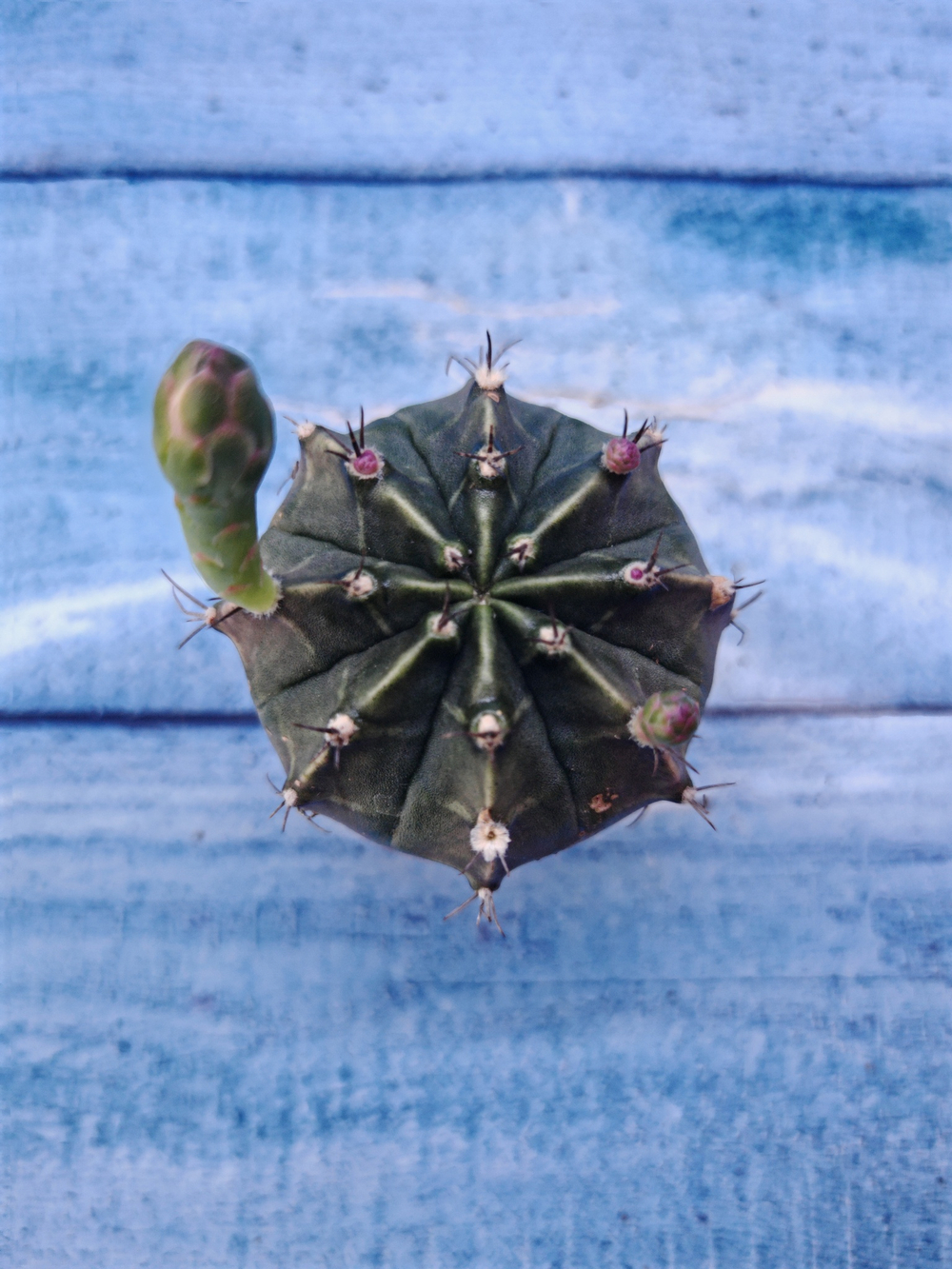 Gymnocalycium Friedrichii (Гимнокалициум)