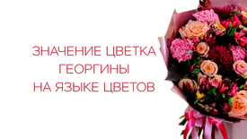 Значение цветка георгины на языке цветов