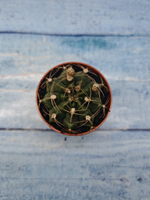 Gymnocalycium Friedrichii (Гимнокалициум)