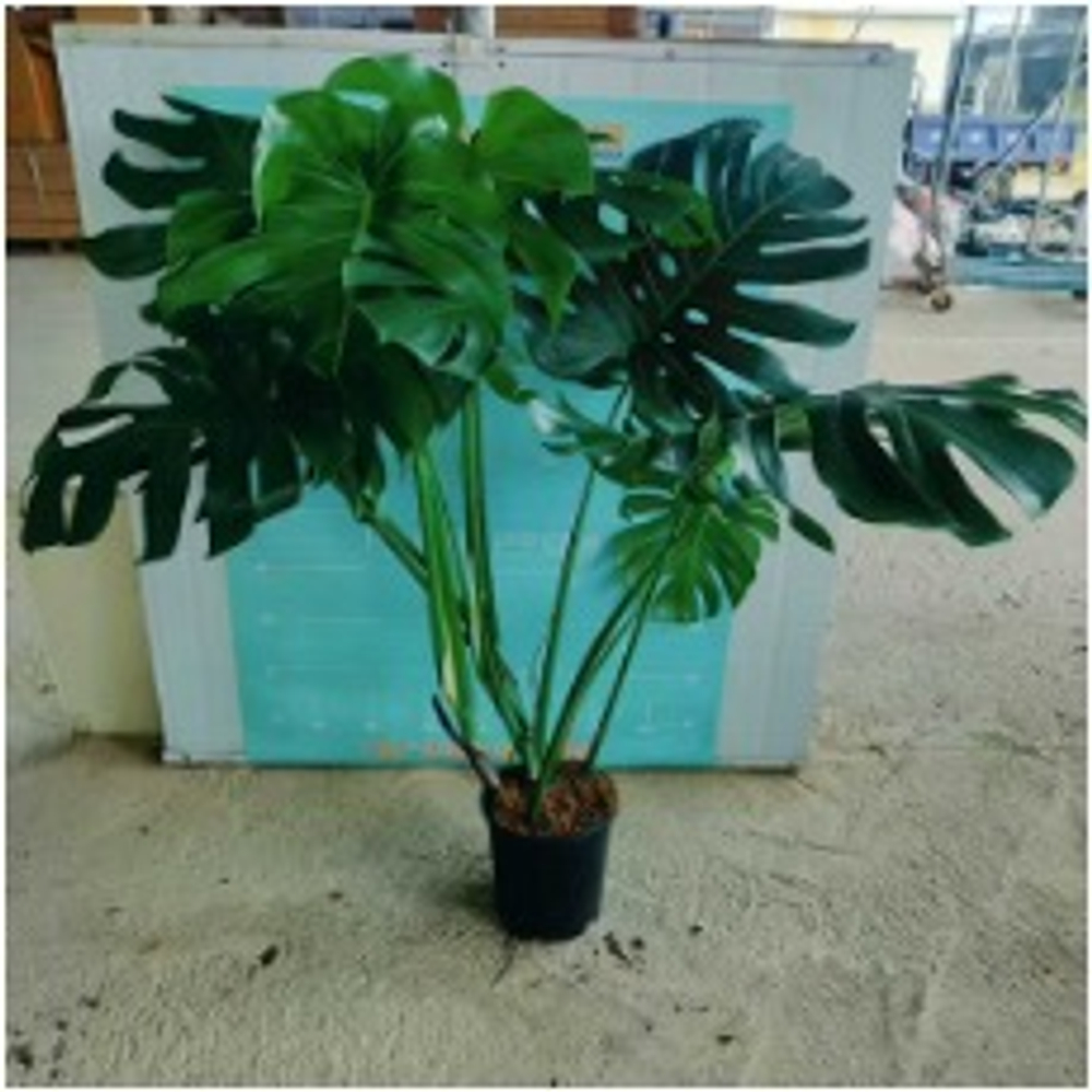 Монстера Deliciosa д.21