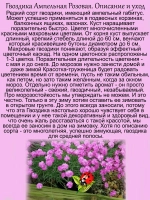 Гвоздика ампельная Пинк розовая