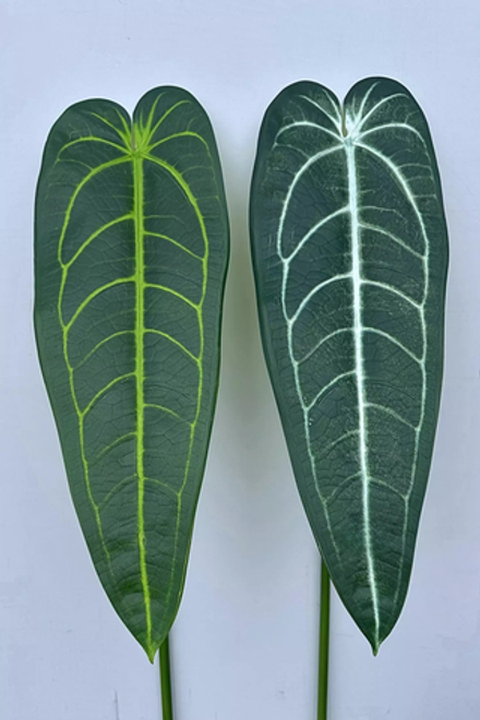 Антуриум Варока 82см