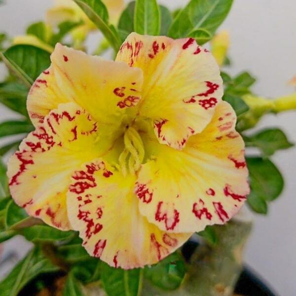 Адениум обесум 334 Hoàng Giang