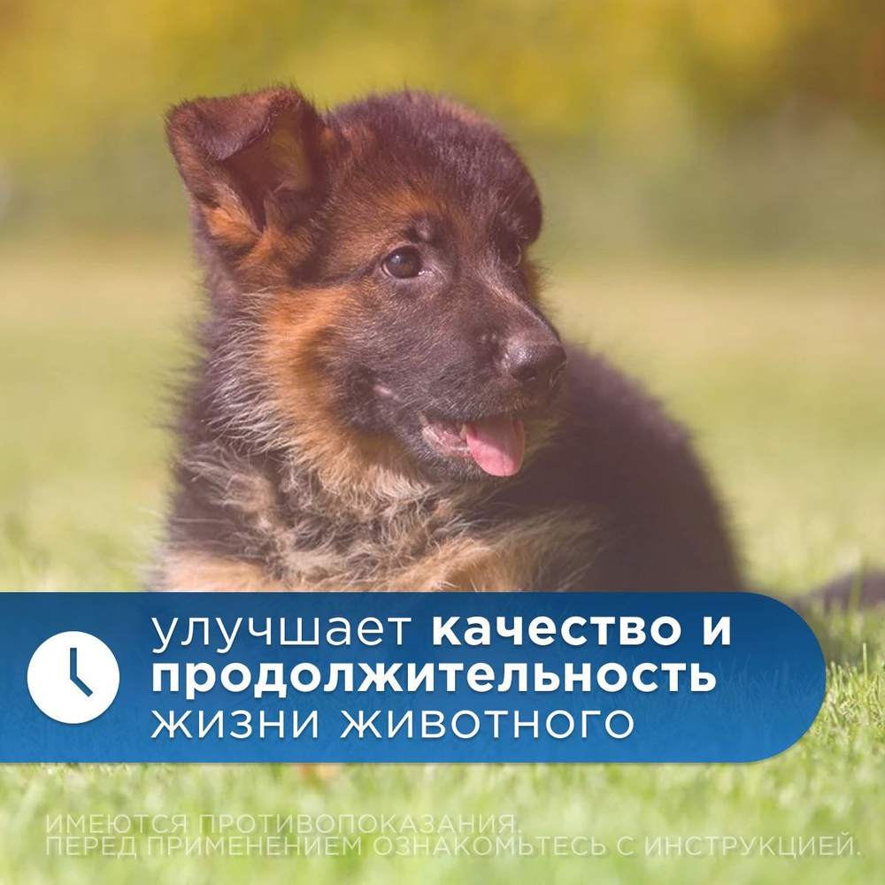 Таблетки для лечения сердечной недостаточности у собак Авекардит 5мг VIC, 28 таблеток Пимобендан