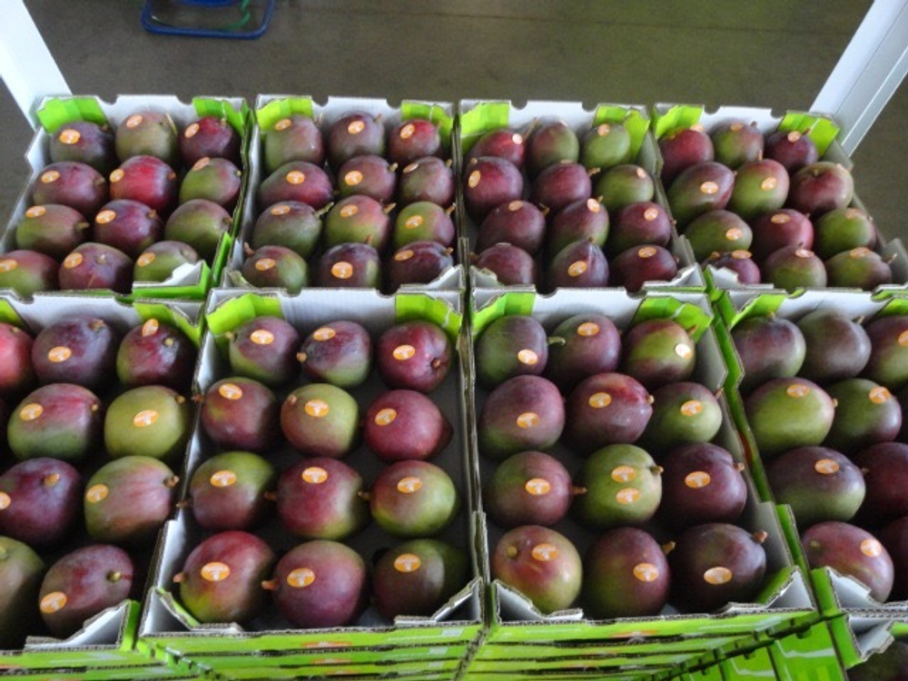 манго сорт "Tommy Atkins" - Бразилия