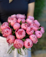 Пионы "Etched Salmon"