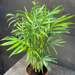 Хамаэдорея изящная (Chamaedorea elegans)