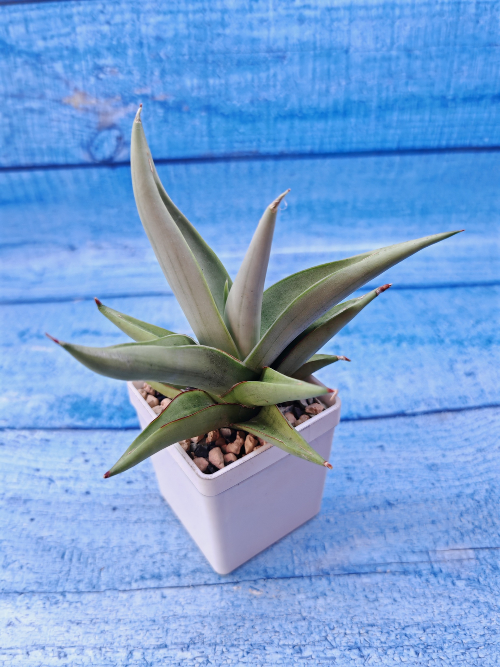 Sansevieria Chanin Crown (Сансевиерия)
