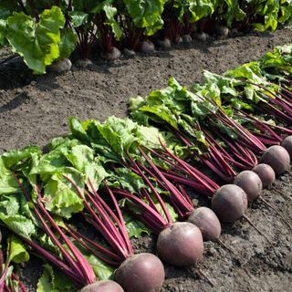 Свекла Пабло F1 3.00-3.50 мм 1 000 (семян)