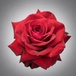 Роза свежая сорт Explorer, плантация Tessa