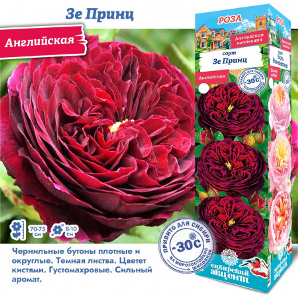 Роза Зе Принц (Английская)