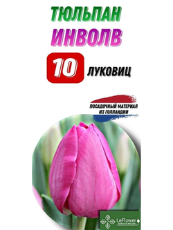 Тюльпан инволв 10 луковиц Голландия
