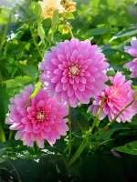 Георгин бордюрный Гэллери Рембрандт