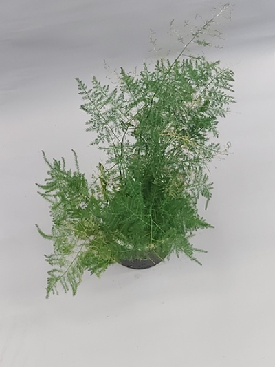 Аспарагус микс на гидропонике 11/28