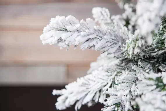 Ель Атлантида заснеженная 230 см., мягкая хвоя, Black Box (74344)