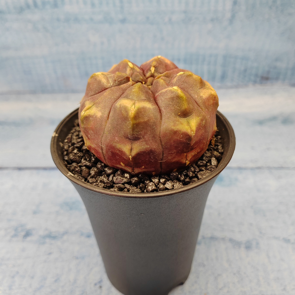 Gymnocalycium Daydream (Гимнокалициум)