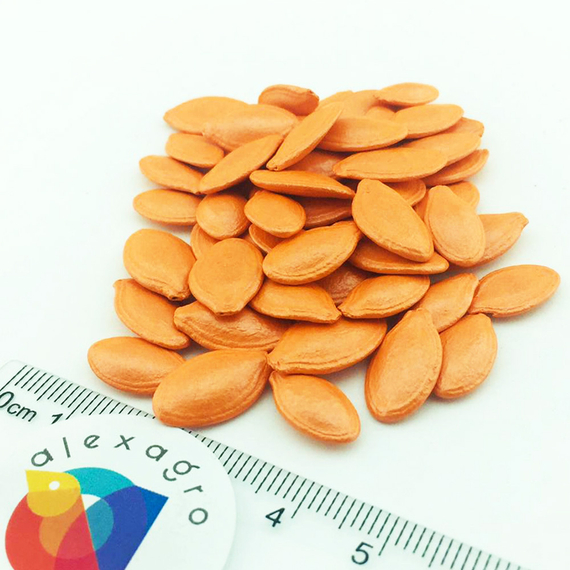 Кавили F1 семена кабачка (Nunhems / ALEXAGRO) семена – фото 9