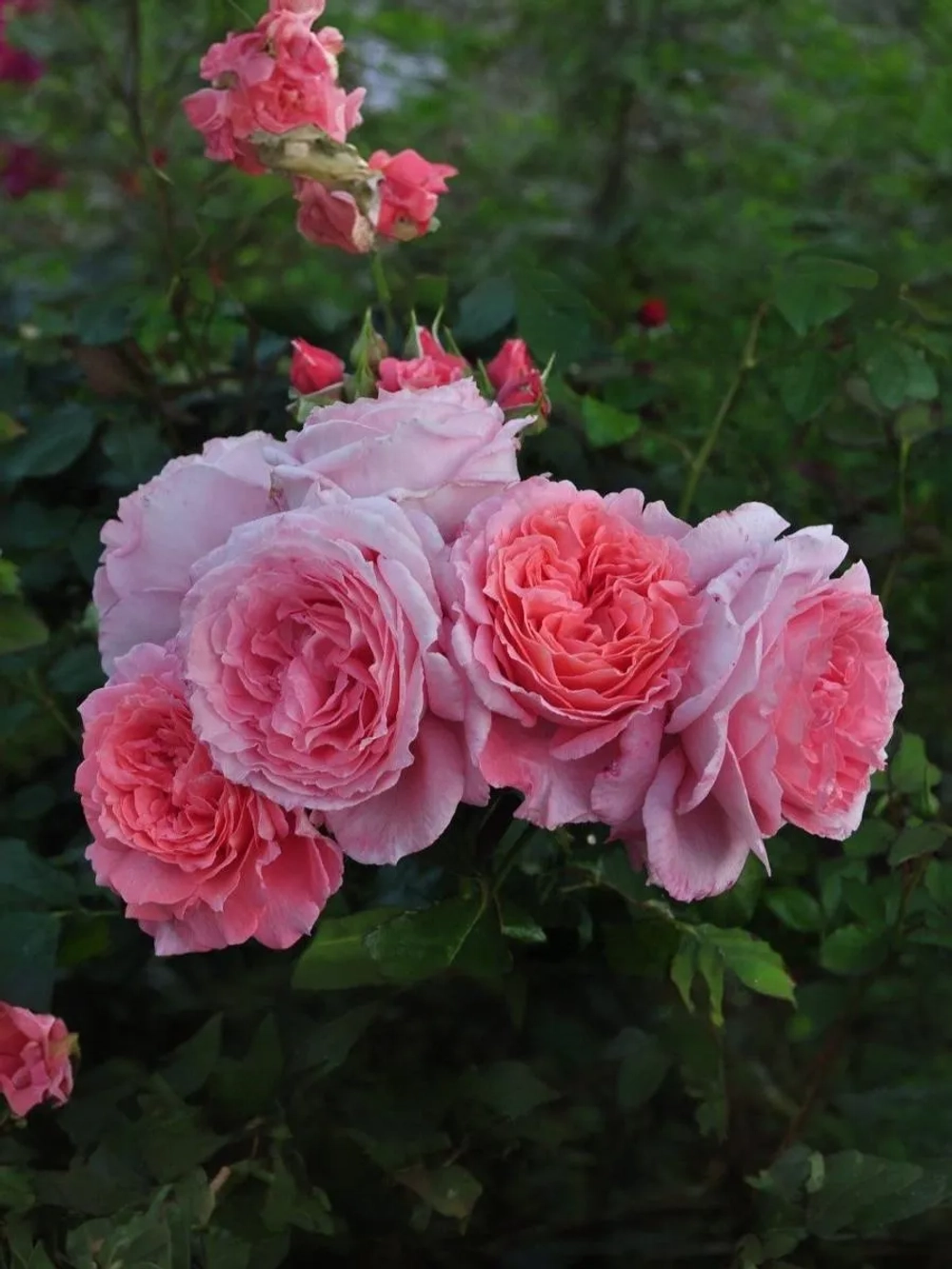 Роза чайно-гибридная Жанелли