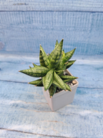 Sansevieria Rocky Crown (Сансевиерия)