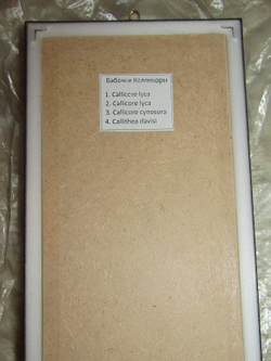 Нимфалиды рода Калликоре в рамке