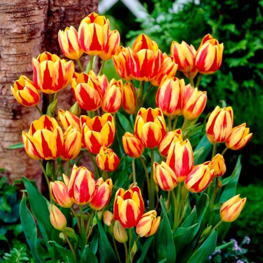 Тюльпан Уандер Клаб Закупка М78 сентябрь 2026