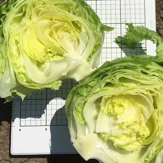 ЛИБЕРКИН семена салата Nunhems оисание