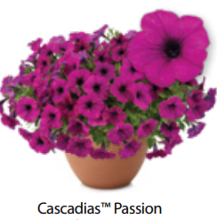 Петуния Cascadias Passion ОКС укорененные черенки 1-12 марта