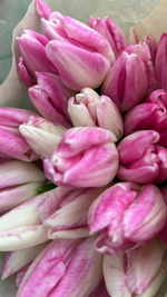 Розовые тюльпаны 15, 21, 33, 51 шт