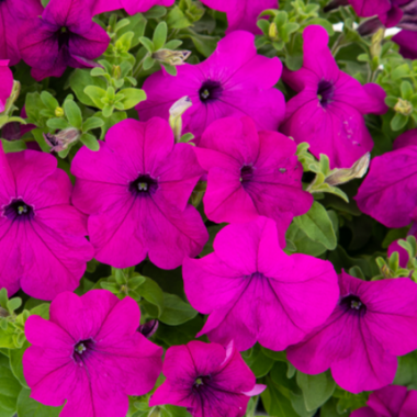 S60238 Петуния кустовая Grandiflora Success!360* Violet 10 шт.