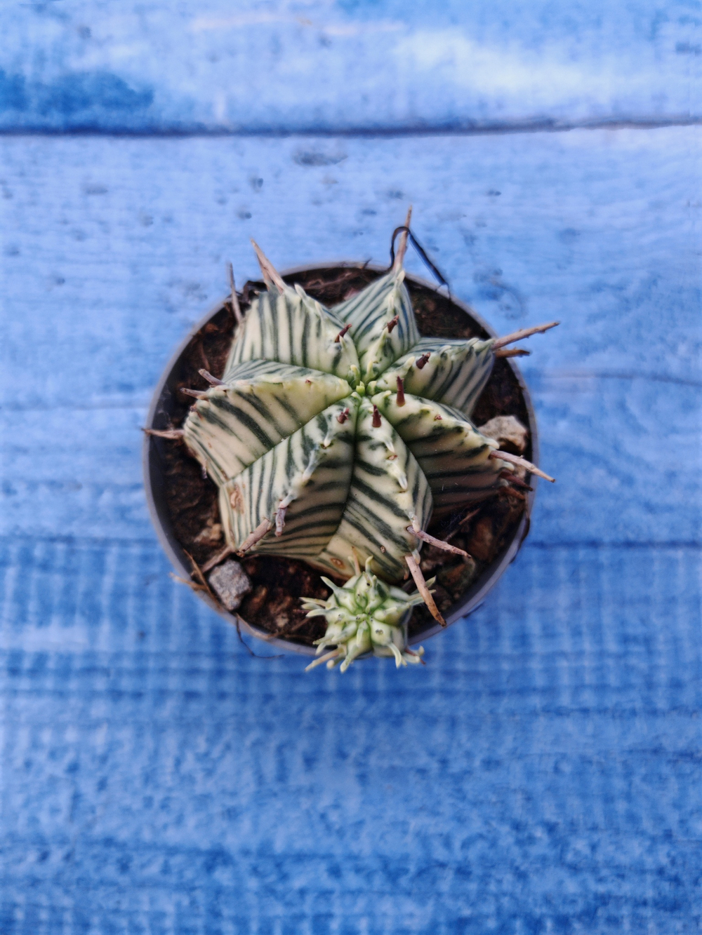 Euphorbia meloformis f. Variegated (Эуфорбия вариегатная)