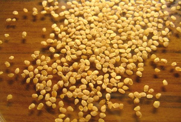 А вы пробовали? Выращиваем картофель из ботанических семян для оздоровления сорта