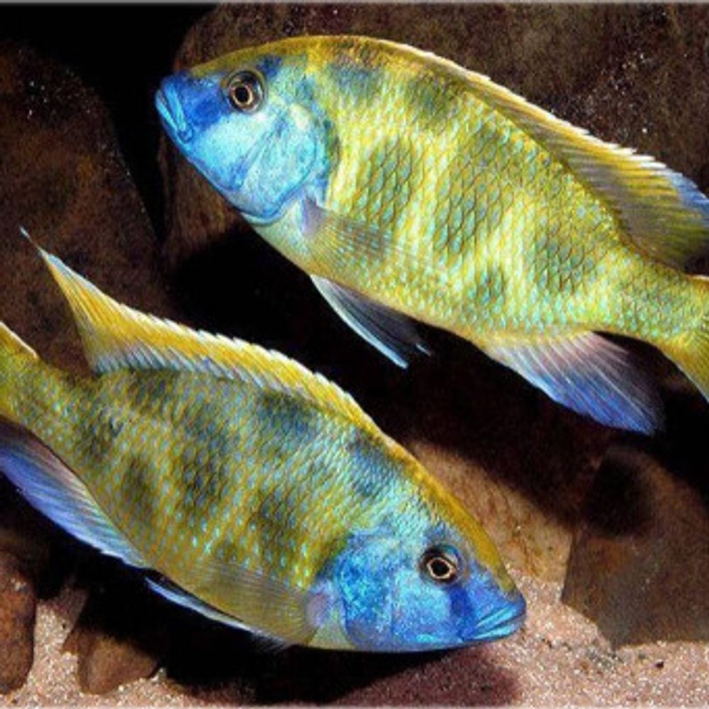 (265)  Хаплохромис венустус, или золотой леопард