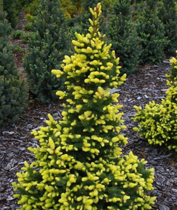 Ель Майголд С5л (20-30см) Закупка М35 наличие 2026