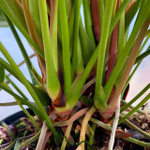 Антуриум Андрэ SIERRA ORANGE