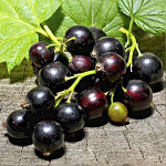 Смородина чёрная ПЕТЕРБУРЖЕНКА (АПАТИКА)