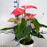 Антуриум Андре CALIFORNIA