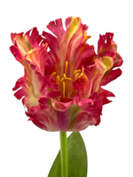 Тюльпан розовый