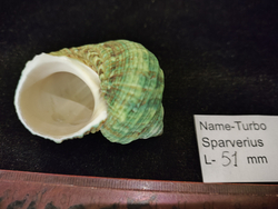 Турбо Спарвериус