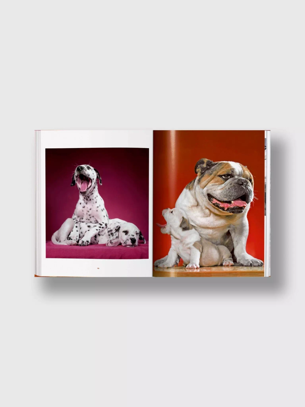 Книга Dogs.Walter Chandoha. Photographs 1941-1991 (Taschen)