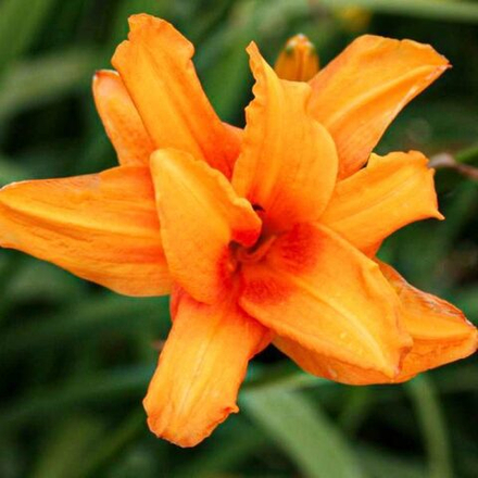 Лилейник гибридный Бандолеро С2