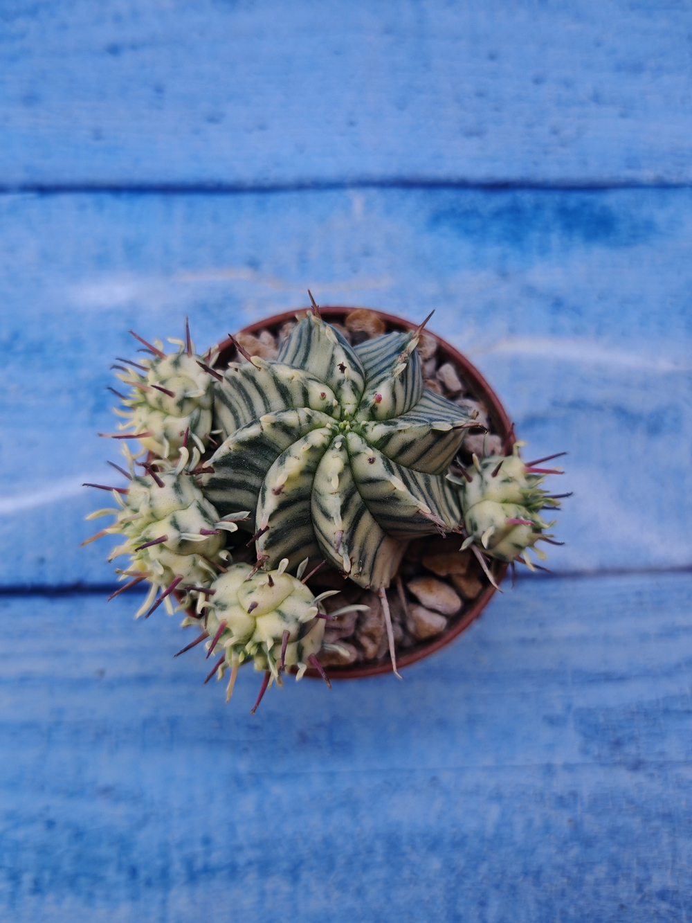 Euphorbia meloformis f. Variegated (Эуфорбия вариегатная)
