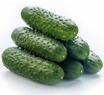 Мадрилене F1 семена огурца (Seminis)