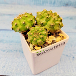 Gymnocalycium damsii (Гимнокалициум)