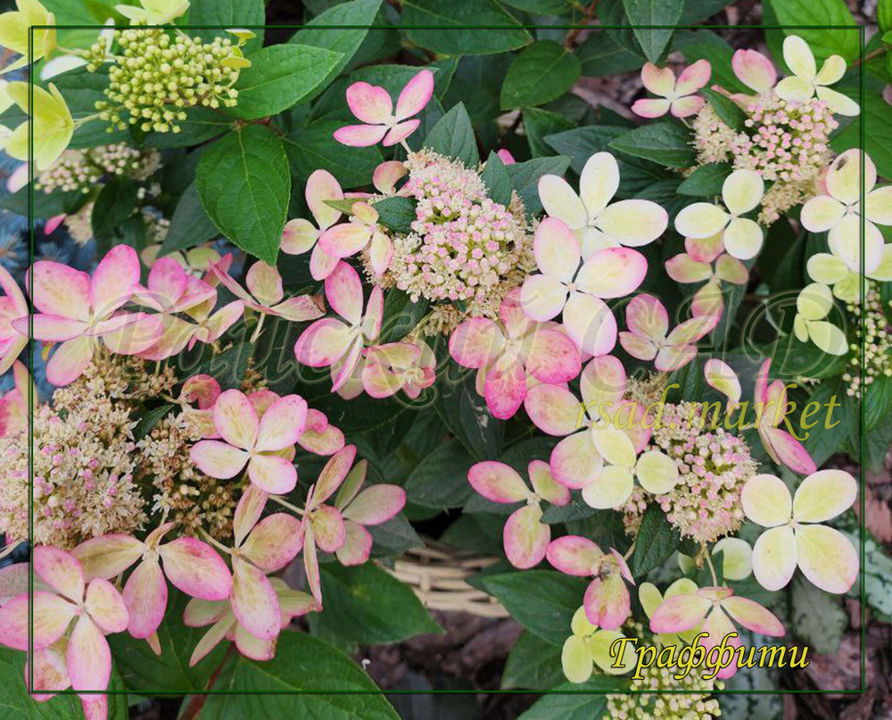 Гортензия метельчатая Граффити (Hydrangea paniculata `Graffiti`)