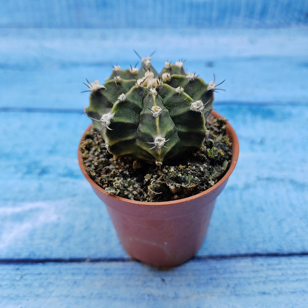 Gymnocalycium Friedrichii (Гимнокалициум)