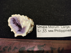 Друпа Морум